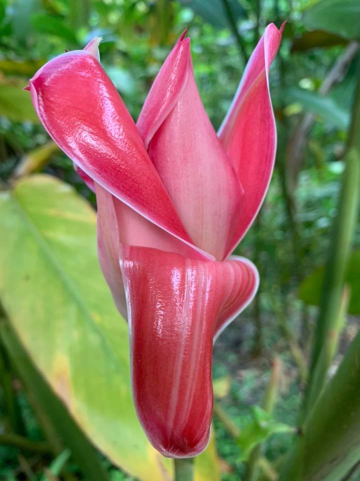 Torch Ginger bud.