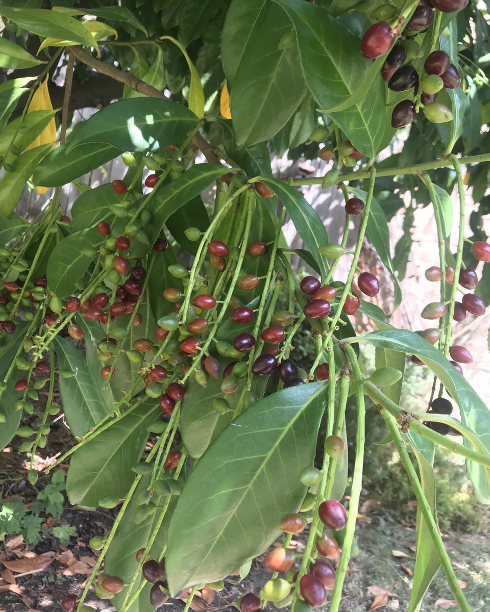 meanwhilegdns's tweet photo. Beautiful (although poisonous!) berries on the Laurel tree in our courtyard #northkensington #CommunityGardens #localpark #laureltree 🌿 https://t.co/lTAF2FNehM