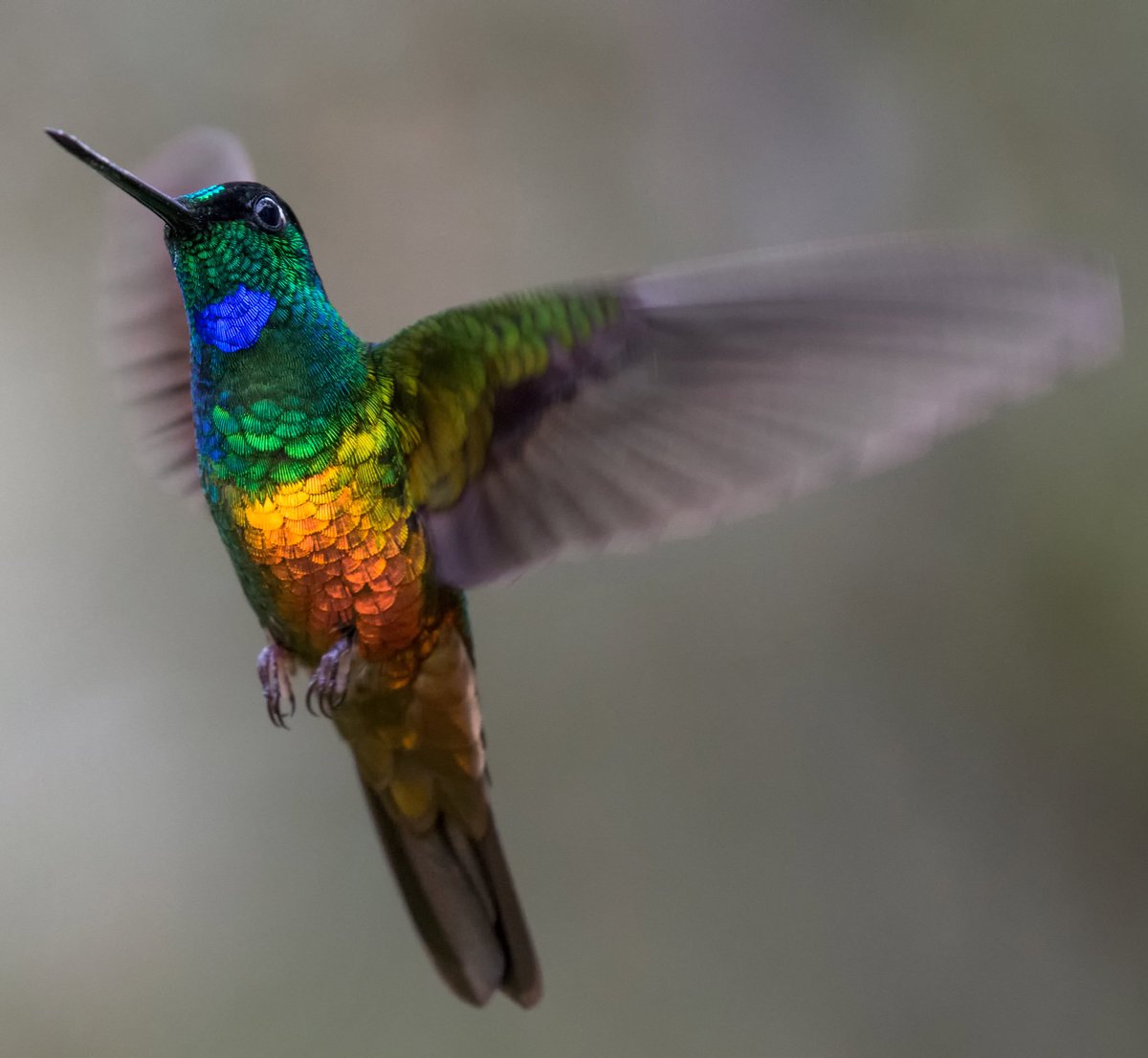 PigeonsCuba's tweet photo. #FelizMiércoles....
Hoy les regalo el arcoiris en las alas de un #Colibrí
#NaturalezaCubana https://t.co/hk1uyOytU1