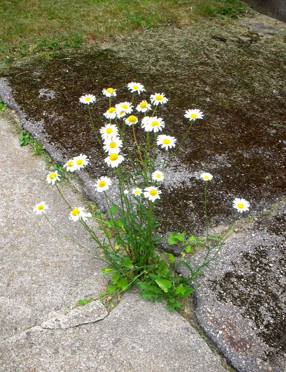 PaulaImperfect's tweet photo. Grow where you’re planted. My mission: Build-Blossom-Balance #LifeCoachinSession https://t.co/SF8Zt0AfBC