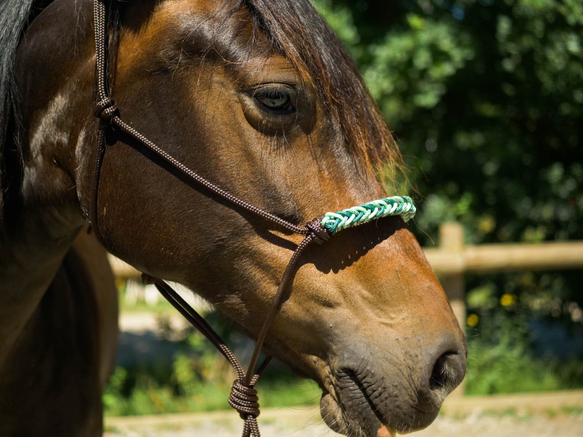 HorseAndRopes's tweet photo. Notre 2eme modèle de licol tressé en édition limitée : Tressage arrow vert sapin - vert pastel - chiné vert sapin vert pastel sur un licol chocolat ! Un résultat canon pour les chevaux à la robe bai foncé comme Antalya en photo 🤩 https://t.co/lqKWgJOPiZ https://t.co/WqJTrbDUea
