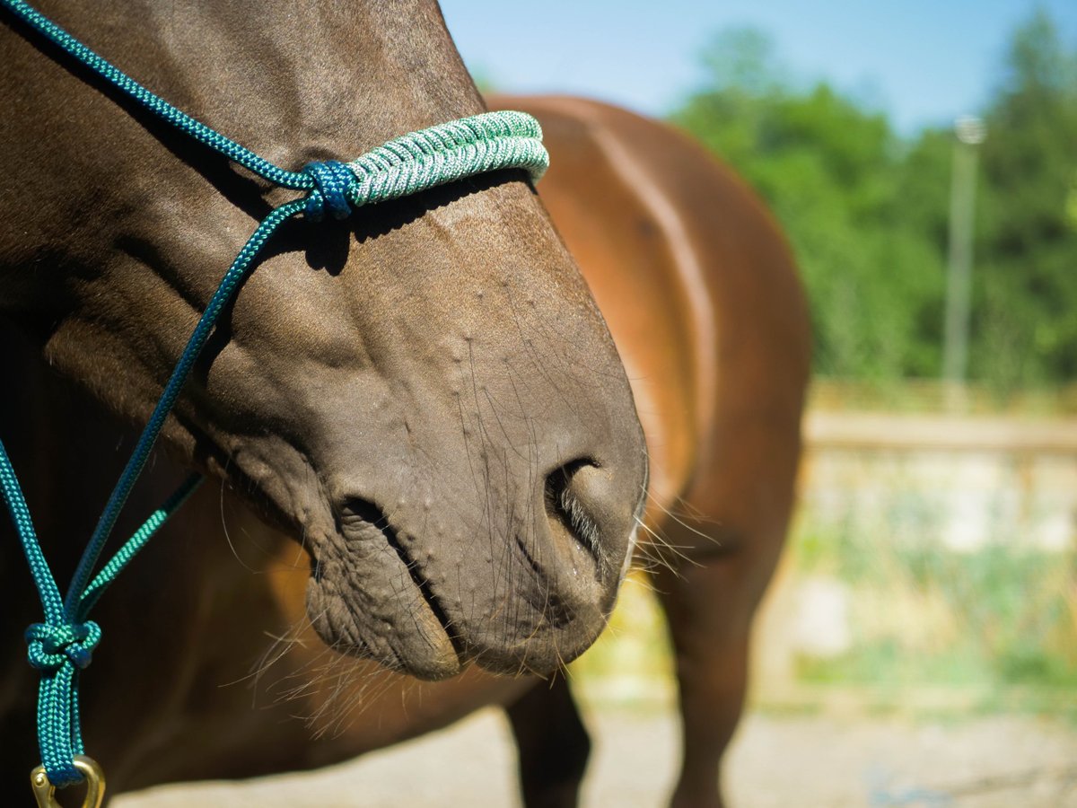 HorseAndRopes's tweet photo. Nos nouveaux licols tressés sont sortis ! Découvrez nos 4 modèles en édition limitée, le premier : Licol vert sapin tressage épi vert sapin vert pastel chiné pour un rendu élégant et lumineux 🌿 ! https://t.co/RGdnTcPGWW https://t.co/p2GaNx6Twg