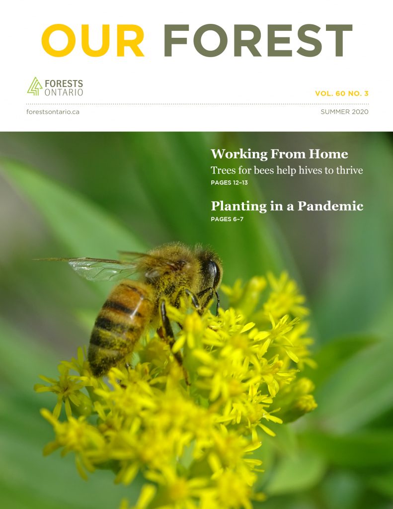 forestscanada's tweet photo. The summer issue of Our Forest is full of information about #tree care, #wildlife habitat, pollinators and more! To receive your physical copy each season, become a member of Forests Ontario! Your support enables our #education and #treeplanting programs. https://t.co/bRdxUugqch https://t.co/R8L5vEjt4E