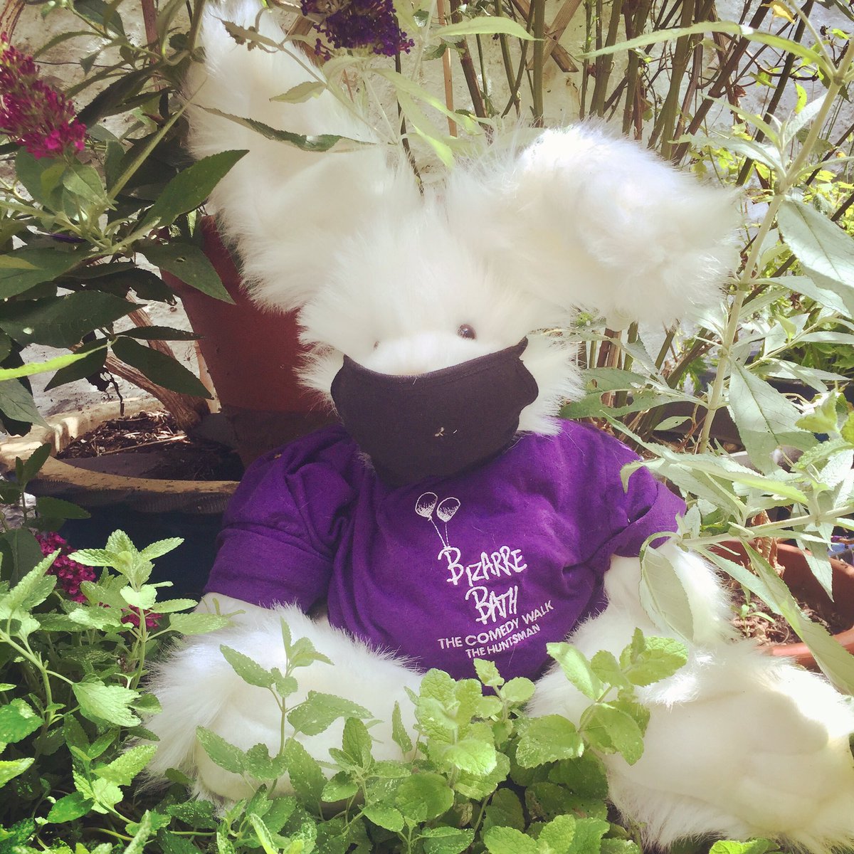 BizarreBath's tweet photo. We’ve been getting enquiries asking if we’ve restarted yet? Well, no but as soon as we make a decision we will announce on our social media &amp; website. In the meantime Stu says stay safe &amp; wear your mask! 🐰😷 https://t.co/M81g83gIv9