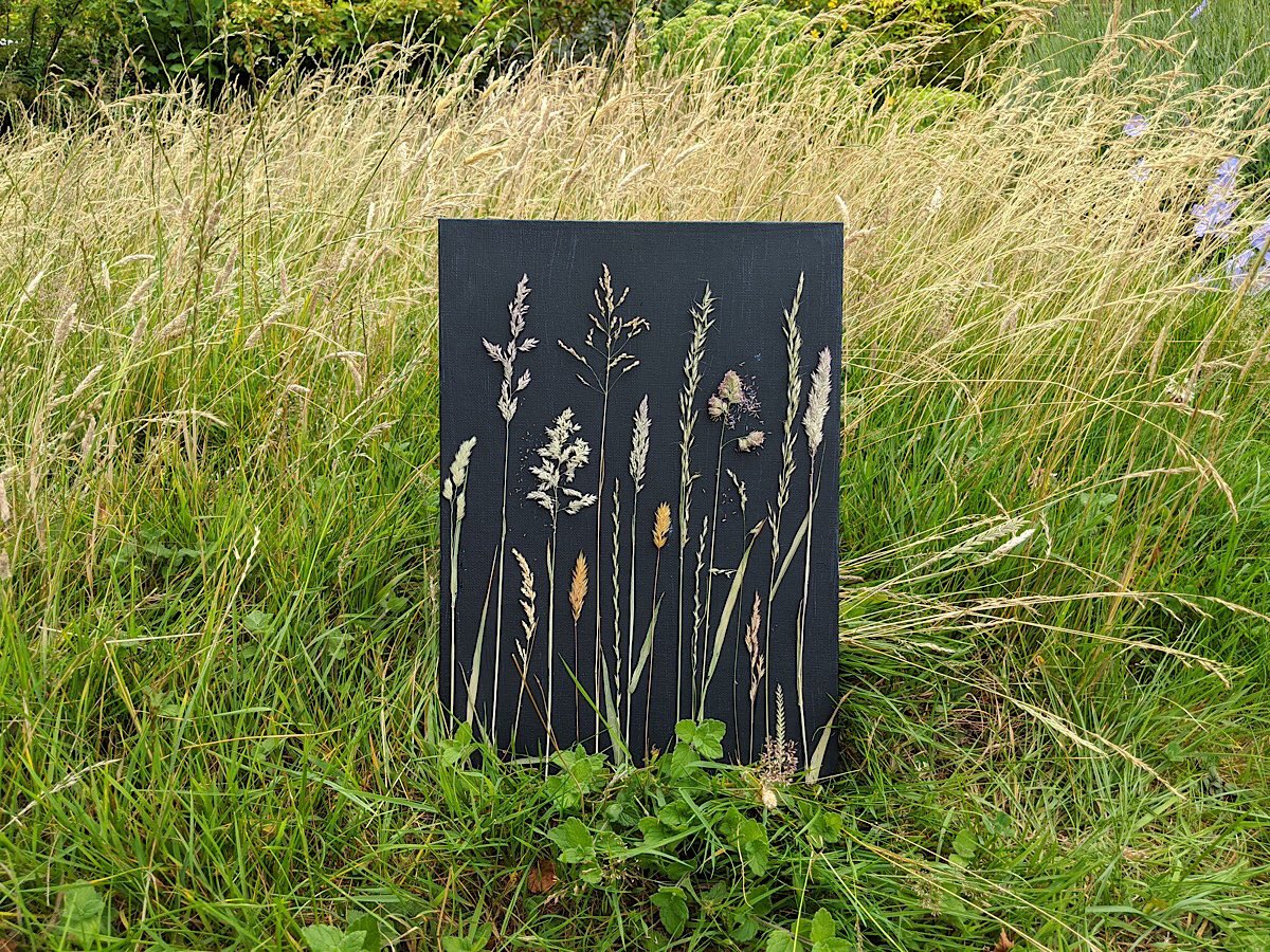 SevernWatch's tweet photo. Please be kind and consider a retweet / like / follow - I need a boost to keep believing in twitter.  I’m also late to cut my ‘no mow May’ lawn.  Here it is past mid July with a collage made six weeks ago.  @morethanweeds  @wildflower_hour  @Love_plants @Britnatureguide https://t.co/LhcV2grM8x