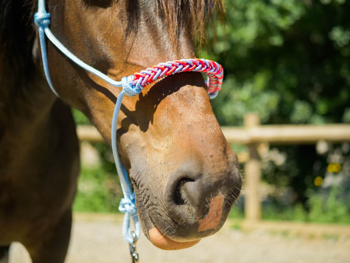HorseAndRopes's tweet photo. Et enfin le dernier tressage : arrow bleu pastel, rose fluo et chiné rose fluo bleu pastel pour un licol stylé et coloré 🤩 ! https://t.co/2xy7lXQtha https://t.co/PPYPxV77Gk