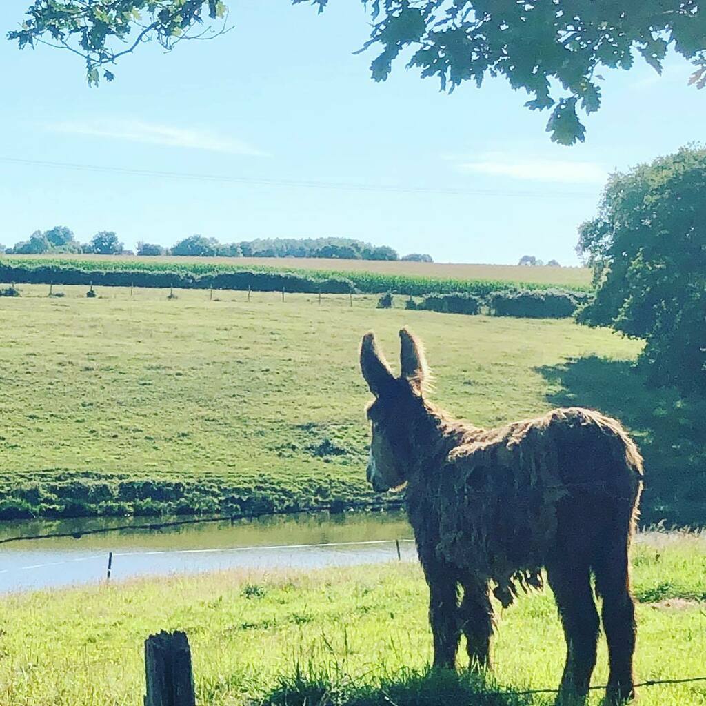 #localdonkey #poitoudonkey #doesn’tneedabrush #limitedavailability #booknow instagr.am/p/CC8azIhKtFH/