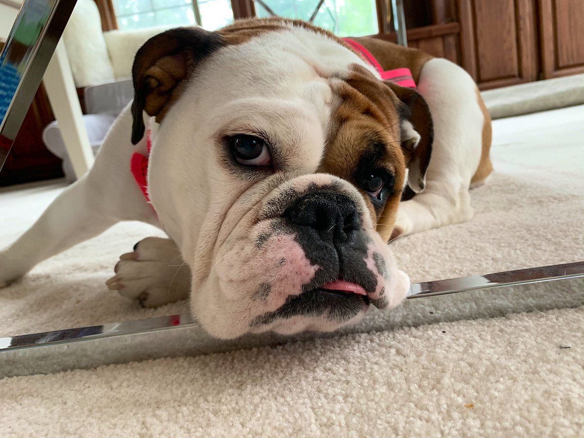 CubicTS's tweet photo. @gavriels1 #PetsofMSInspire // This is Bella hiding under the desk and sad as she, too, wants to be in #LasVegas. #NextYear #MSPartner https://t.co/hkGTu8Q7DC