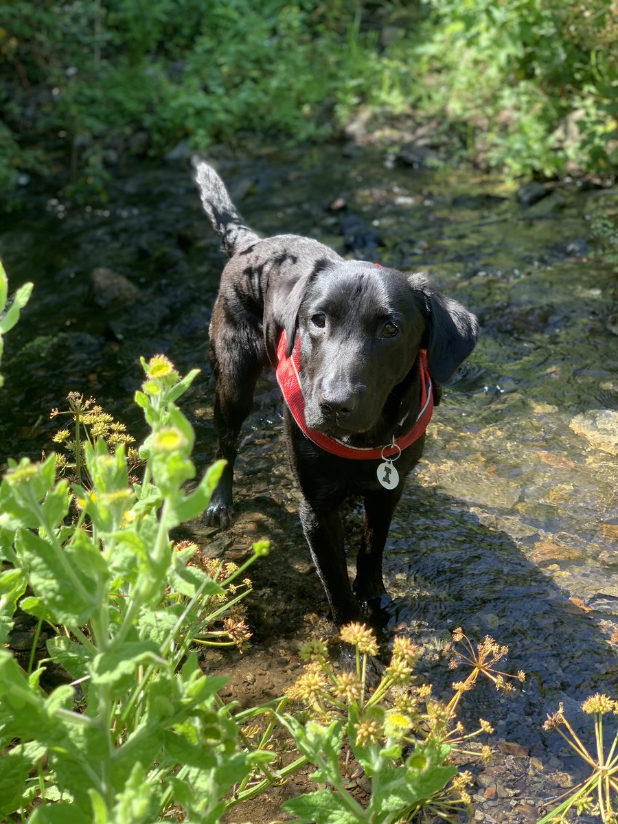 It’s scorchio in Devon today, so we found somewhere cool, green and shady for our early morning walk #sunshine #devondogs #riverwalks