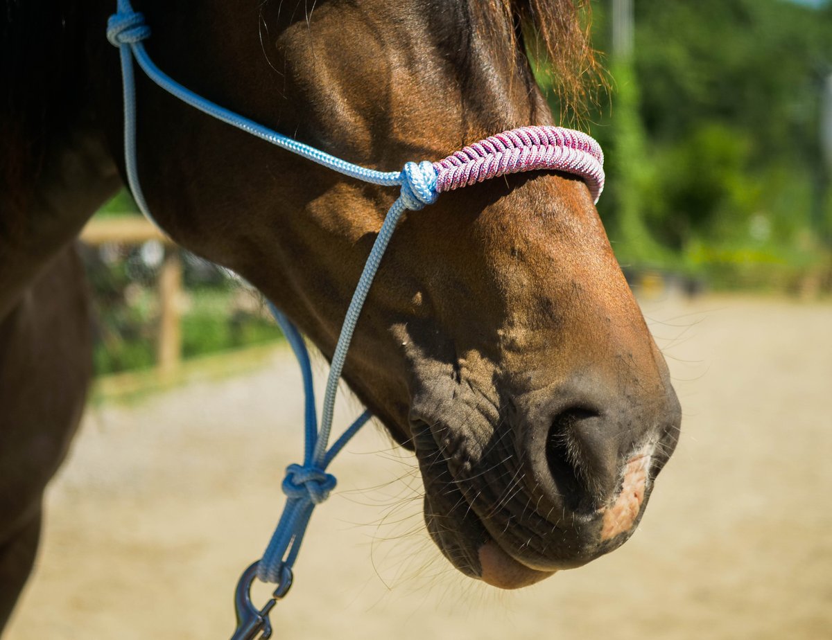 HorseAndRopes's tweet photo. On passe sur les tonalités plus pop 🍭 avec la corde chinée rose fluo - bleu pastel : 
Tressage épi chiné rose fluo - bleu pastel pour un licol lumineux et doux ! https://t.co/UBukTxDObL https://t.co/F2X2TpfjAd