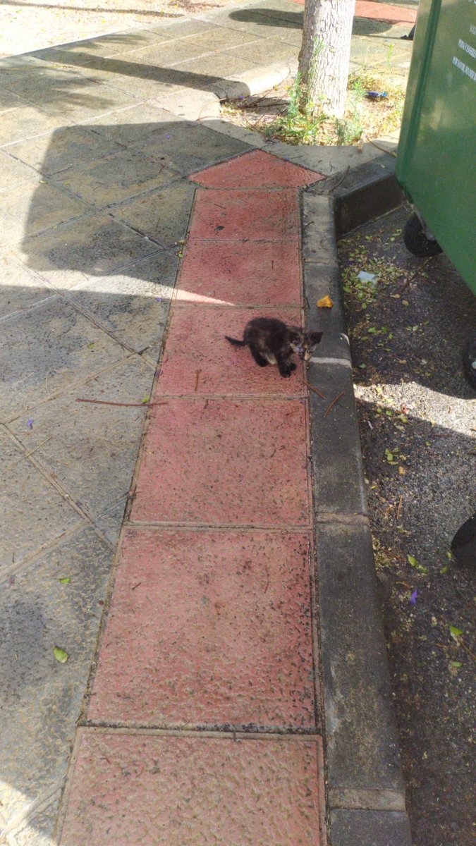 ProyectoCesAspe's tweet photo. Bebé encontrado en la calle.
Esta resfriada pero es un amor ❤️
Necesita acogida 🙏 https://t.co/Dg1rqKQpWK