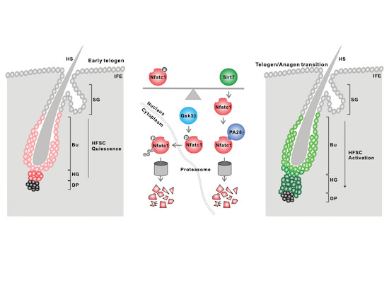 embojournal's tweet photo. What mechanisms ensure #hairfollicle #stemcell activation? Baohua Liu, Ji Li and colleagues find #SIRT7 #deacetylase role in driving #telogen-to-#anagen transition, which decreases with age!
https://t.co/vLiWaPrQxb https://t.co/CULRdLZg3t