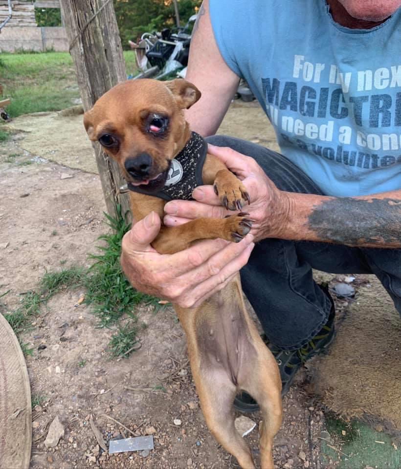 TNProverbs1210's tweet photo. Before and after pictures speak volumes! Tiara lived on a chain before coming to us. Her many medical needs have been met, and she’s ready she’s for adoption.
Tiara loves to be held, sleep under the covers, and to be right by your side. #ExceptionalHome
https://t.co/OoXGHftDun https://t.co/7qGM1hVr2x