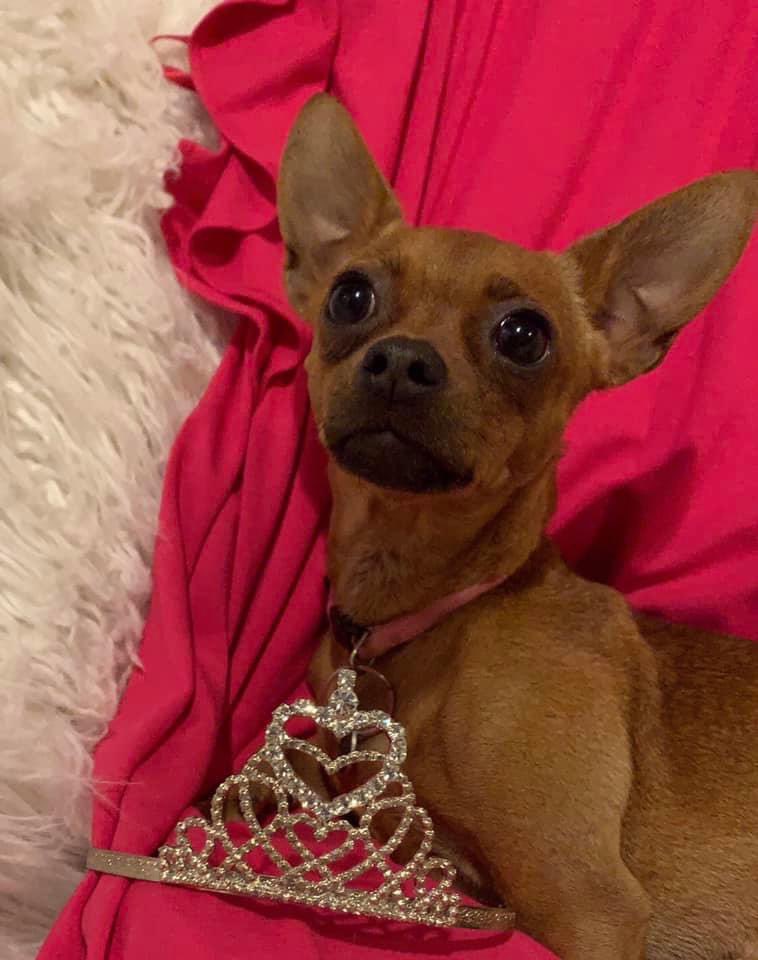 TNProverbs1210's tweet photo. Before and after pictures speak volumes! Tiara lived on a chain before coming to us. Her many medical needs have been met, and she’s ready she’s for adoption.
Tiara loves to be held, sleep under the covers, and to be right by your side. #ExceptionalHome
https://t.co/OoXGHftDun https://t.co/7qGM1hVr2x