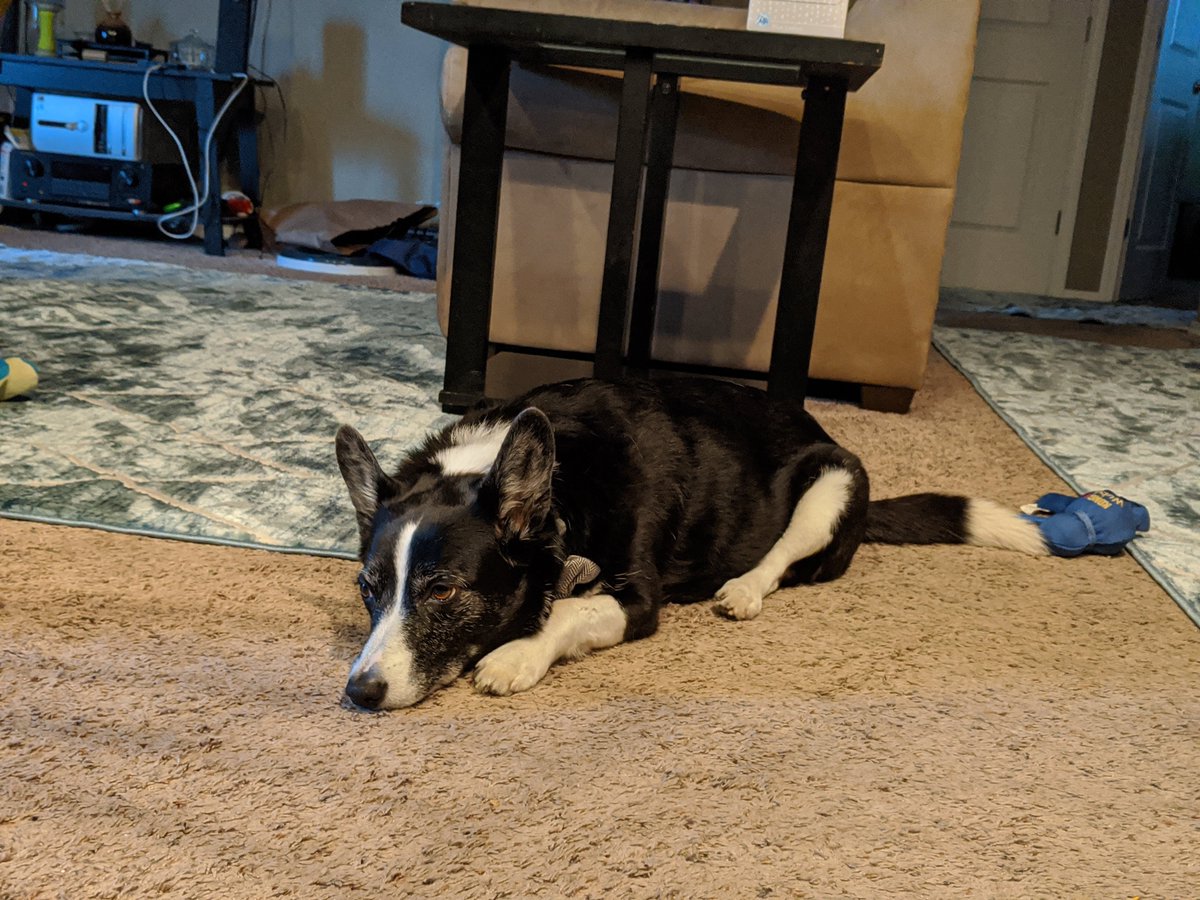 kharmathecorgi's tweet photo. Humom said no breakfast today. Something about a dental cleaning. Does me a heckin upset. #feedme #hangry https://t.co/9AfCdMP9mu