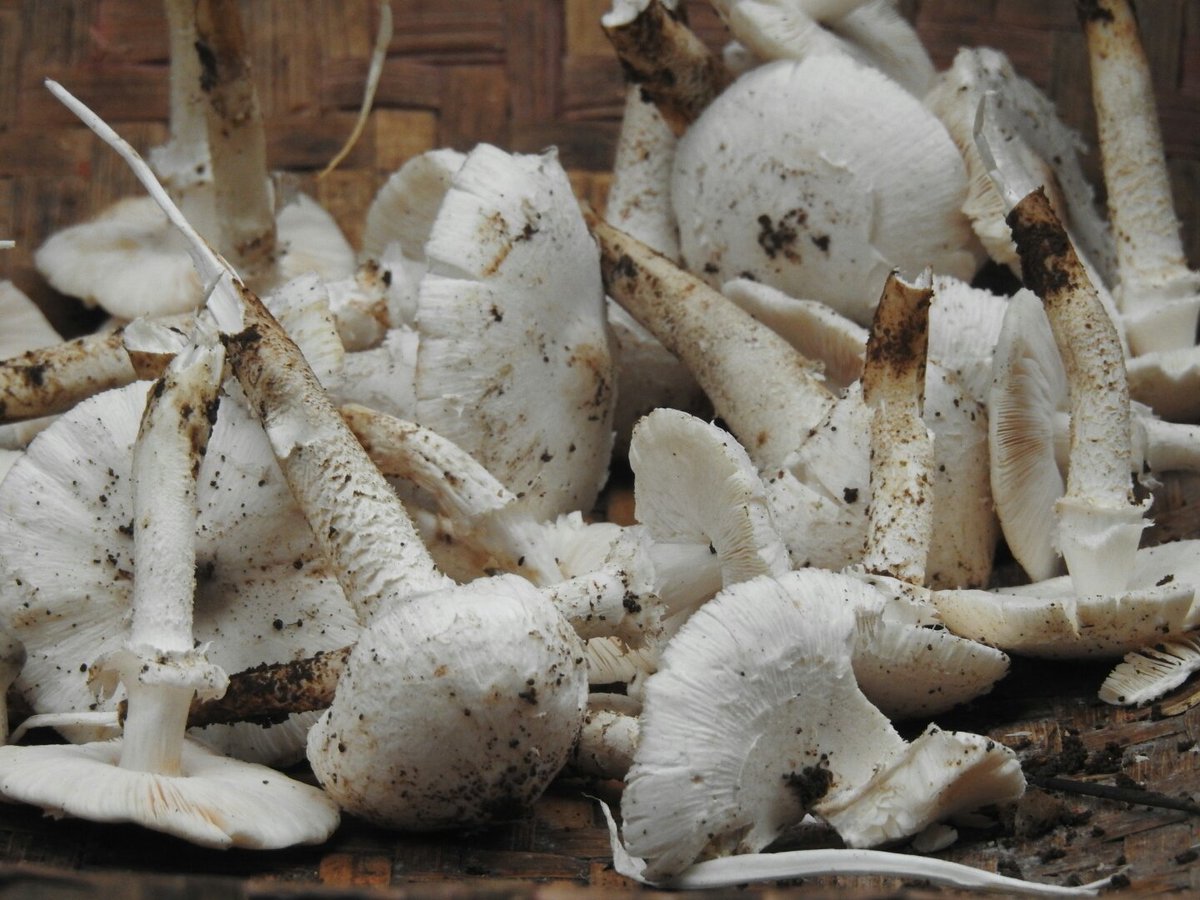HindolPalace's tweet photo. Fresh #WildMushroom #NadaChotu from #PalaceGrounds and #Bambooshoot #Karida from #Anandaban today morning thanks to #Gandharba n #Natho. No more this season im told
Happy with what God gives !! 😇
#FirewoodCookery on #MudBakedChullah in kitchen courtyard #HindolPalace
Yummy 😋😝 https://t.co/iUeBZx986u