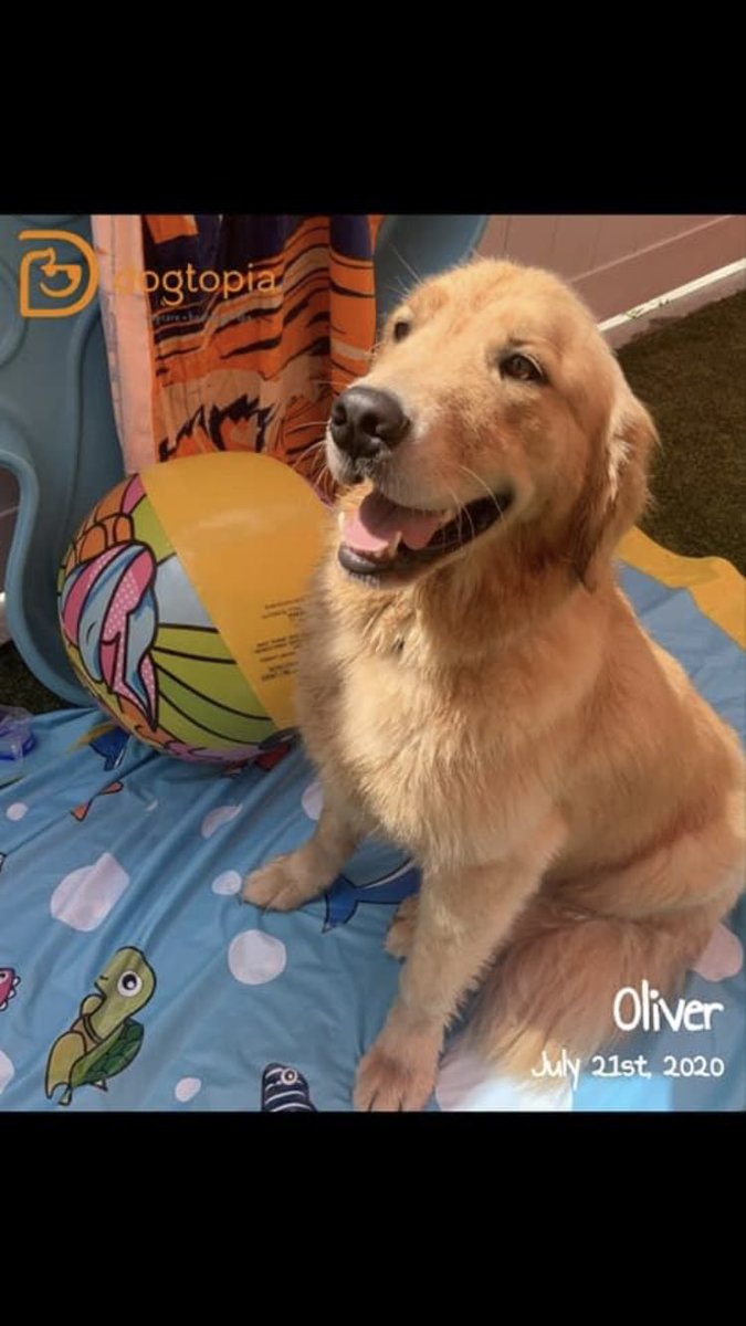 TakePawsRescue's tweet photo. @dogtopianola We are so grateful for our community partners! Thereβs NO place like home! Iβ€οΈNOLA. Thank you Dogtopia and all the precious pups! #TakePaws #StrayCafe #Dogtopia #nola https://t.co/kzfVGN0arv