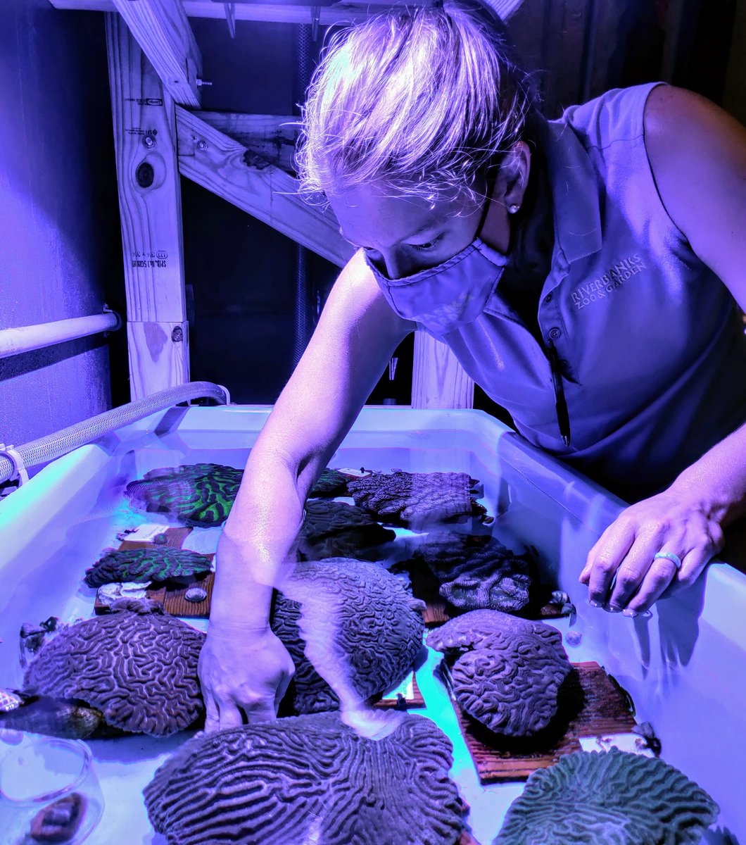 firchaubeth's tweet photo. In recognition of #NationalZooKeeperWeek we want to share some of the faces of @zoos_aquariums aquarists on the front line of coral rescue. #AZACoralRescue wouldn't be possible without these Coral Rescue Heroes! @MyFWC @NOAACoral @FloridaKeysNMS @FLDEPNews https://t.co/7BilCtp4Ye