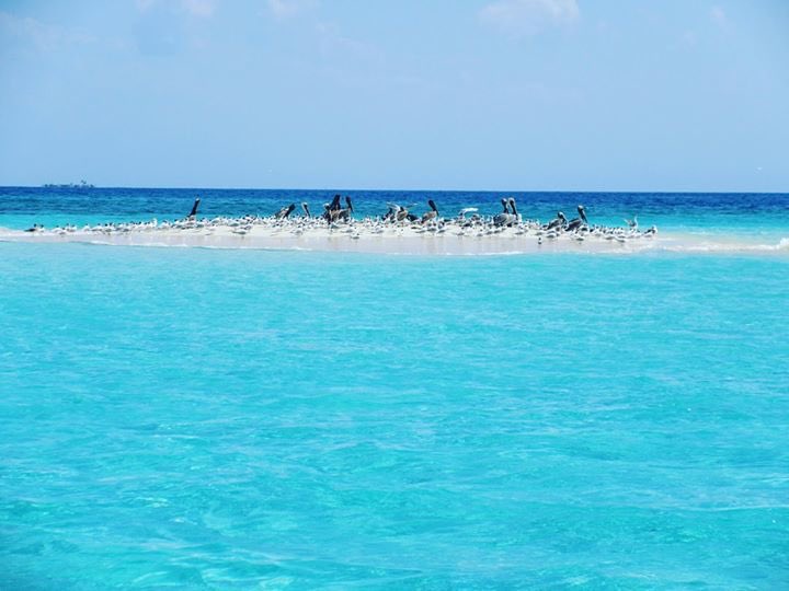 jaimeokay's tweet photo. Anse à l’eau ( îles à vaches ) - Les Cayes, Sud Haiti 🇭🇹.🏝💚 https://t.co/remfr3bPnb