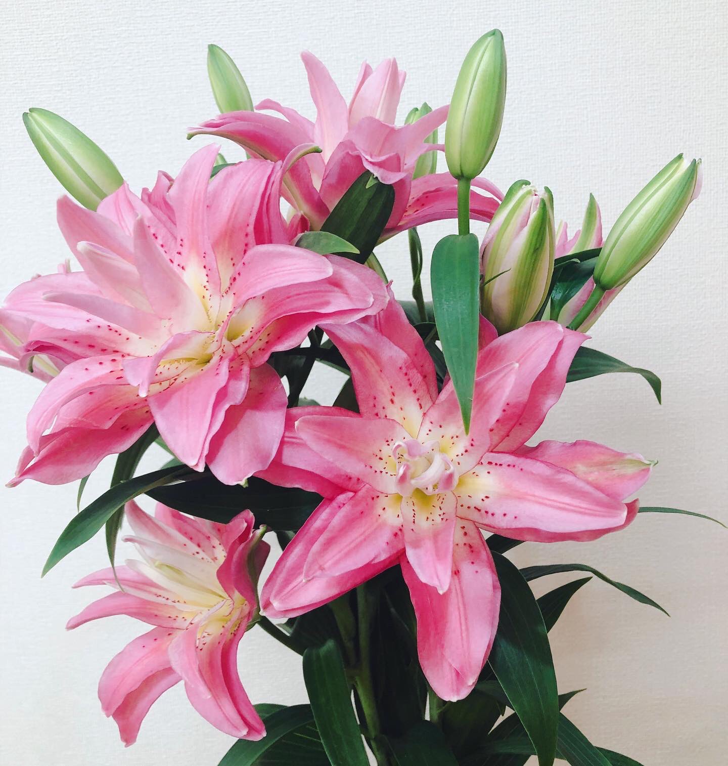 黒沢生花店 今日は少なめですが 切り花の仕入れしました プリプリ美味しそうなヒペリカムと 珍しい八重咲きのユリ パトリシアです 尼崎市 立花駅 花屋 立花商店街 黒沢生花店 生花 切り花 ヒペリカム パトリシア ユリ T Co