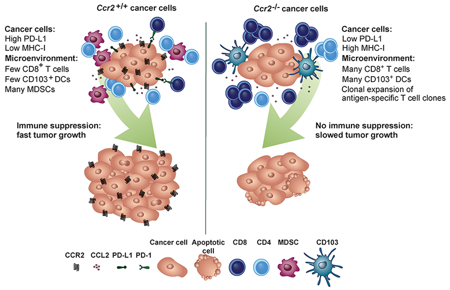 Cancer cell CCR2 orchestrates suppression of the adaptive immune response, say Fein (@miriamrfein <a href="/SciAdvLI/">ScienceAdvocacyLI</a>), He, Egebald (<a href="/megeblad/">Mikala Egeblad</a>) Almeida (<a href="/ana_salmeida/">Ana Santos Almeida</a>) et al <a href="/CSHL/">Cold Spring Harbor Laboratory</a> bit.ly/3j6rCRS