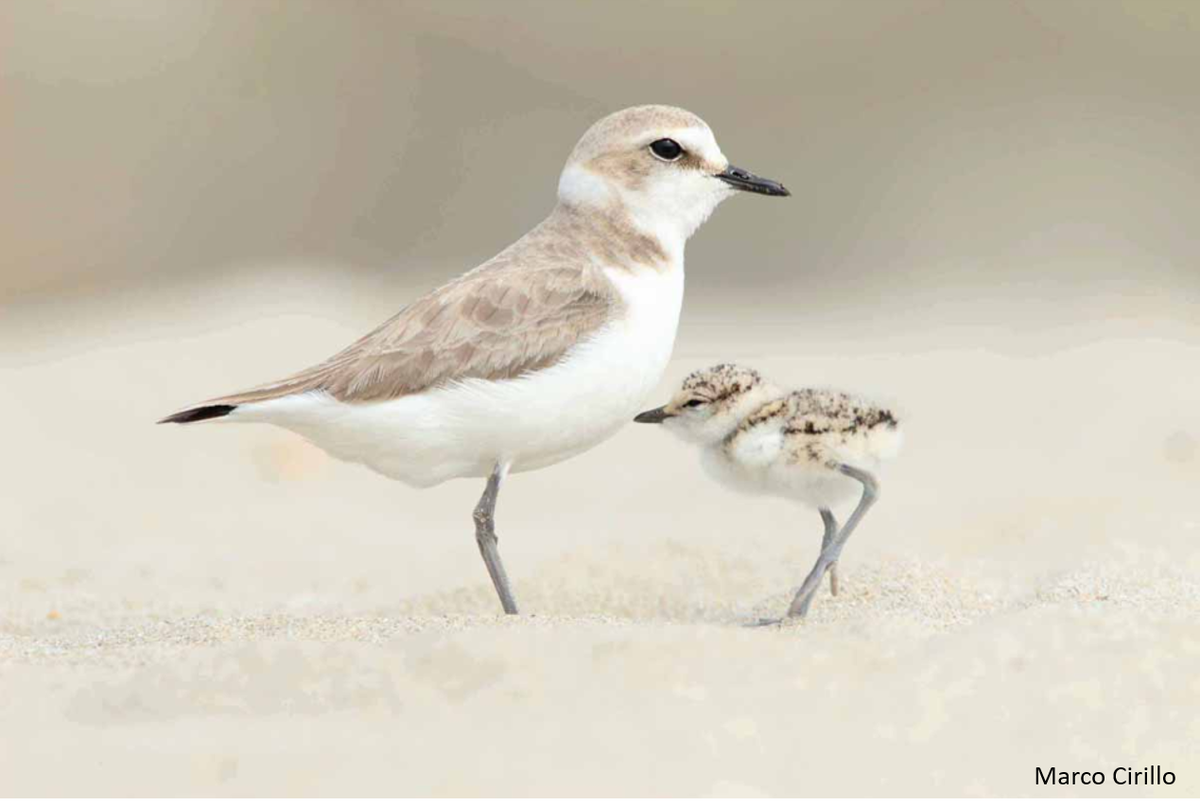 Last week, an online meeting on the conservation of one of the most important marine migratory species of birds in Mediterrean Sea has been organized by #AdriaPAN with the support of <a href="/MedPAN/">MedPAN</a> #MPA_NETWORKS
mpa-networks.interreg-med.eu/news-events/ne…