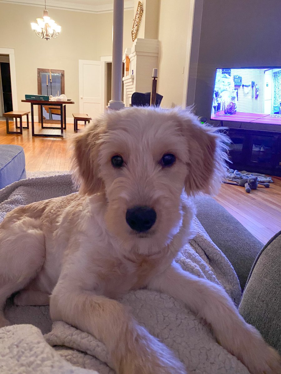 TravisBrian9's tweet photo. River is just so dang cute. 😍 https://t.co/yJe7NpMgGL
