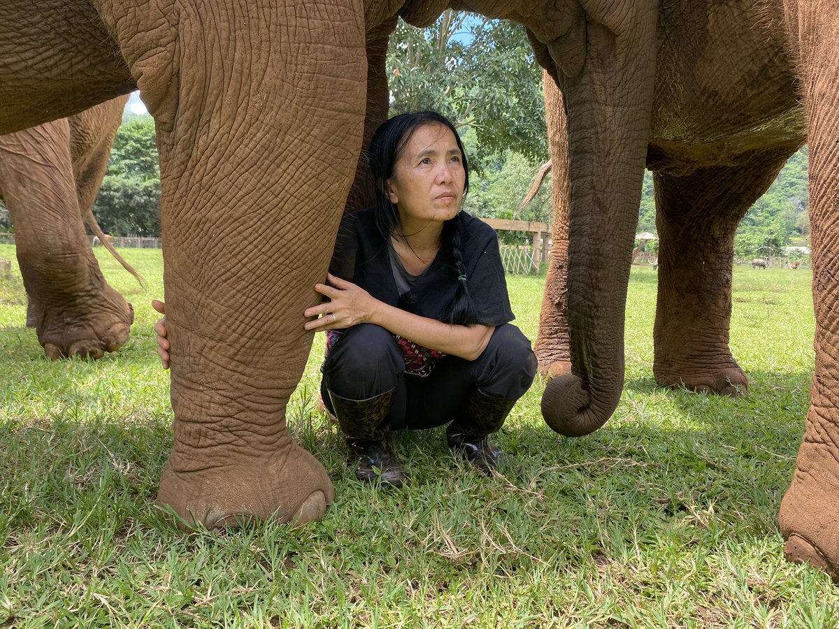 flo18flo's tweet photo. Meet @lek_chailert, owner of @ElephantNatureP and founder of „Save Elephant Foundation“! The animal welfarist from #Thailand has dedicated her life to protecting #elephants in Asia. @dw_environment #GIreporter https://t.co/d1weuqRTFN