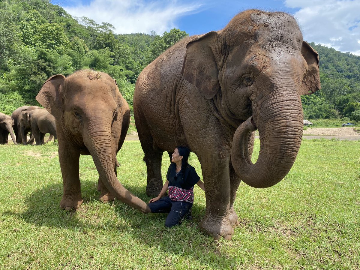 flo18flo's tweet photo. Meet @lek_chailert, owner of @ElephantNatureP and founder of „Save Elephant Foundation“! The animal welfarist from #Thailand has dedicated her life to protecting #elephants in Asia. @dw_environment #GIreporter https://t.co/d1weuqRTFN