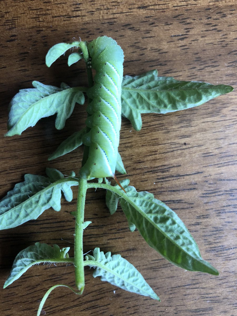 I first saw the poop, then the pooper. It pays to obsessively visit your garden - tomato hornworm - about to make a chicken really happy