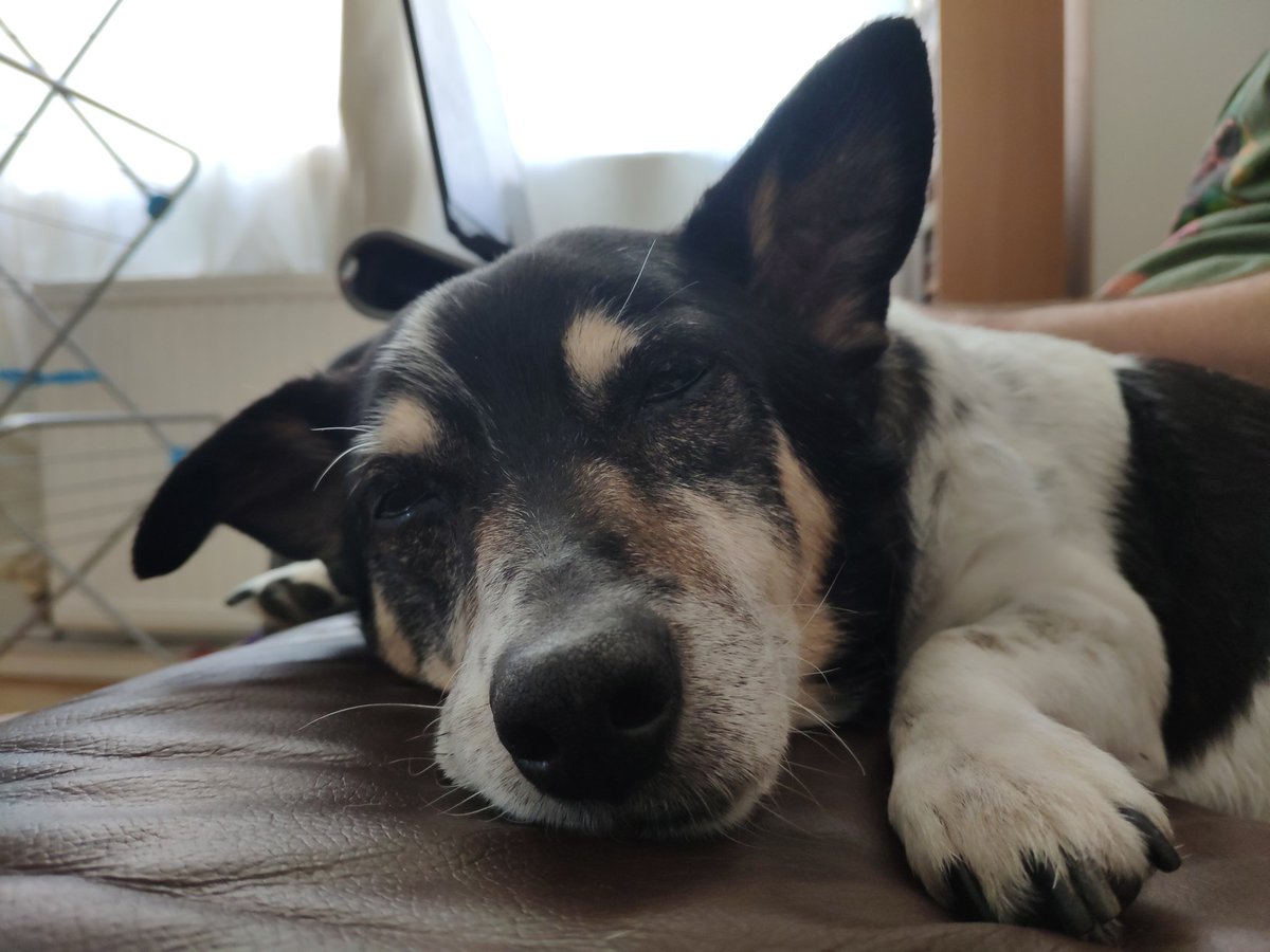 SaveSedr's tweet photo. @quilted4paws1 Thank you so very much to Michele and @quilted4paws1 for your support!

I think that my 15-year-old rescue, JR, is going to need one of his own very soon! 😍 https://t.co/Xzs0PiGNid