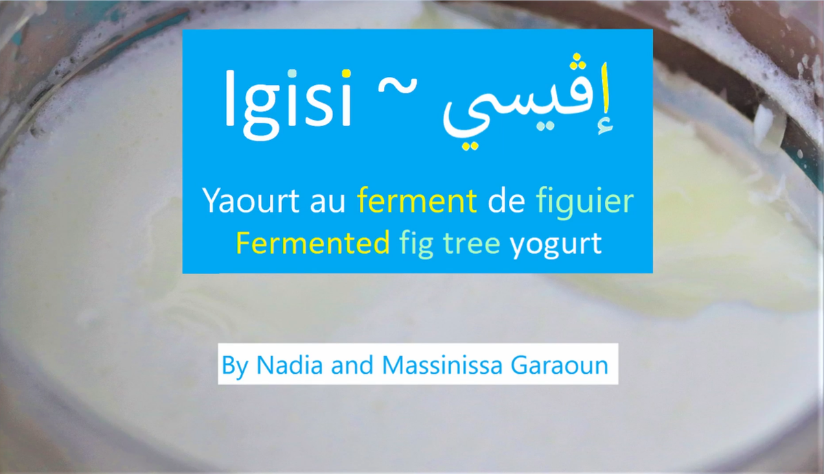BerbereEphe's tweet photo. After #afṭir, here we are back with another traditional #Amazigh #food preparation: a #fermented #figtree #yogurt. Its name is #igisi in #Tasaḥlit.
How is it called in your region of #Tamazgha ?
Like, retweet, and follow us on #YouTube, tanemmirt !

https://t.co/JfLHVA9D7I https://t.co/e5LjefYLeW