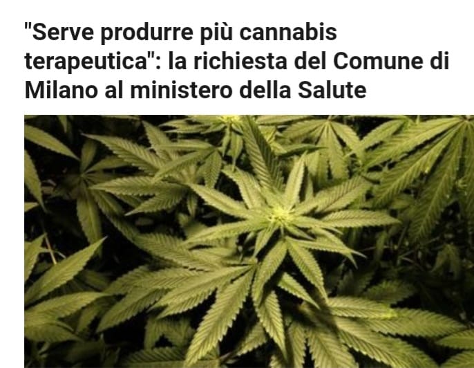 🟢 A Milano c'è bisogno di più cannabis terapeutica

La richiesta arriva dal Comune che ha già contattato il ministero della Salute. Per l'assessore Lipparini: "Per rispondere alla richiesta di malati e ospedali l'unica soluzione è autorizzare nuovi soggetti pubblici o privati"