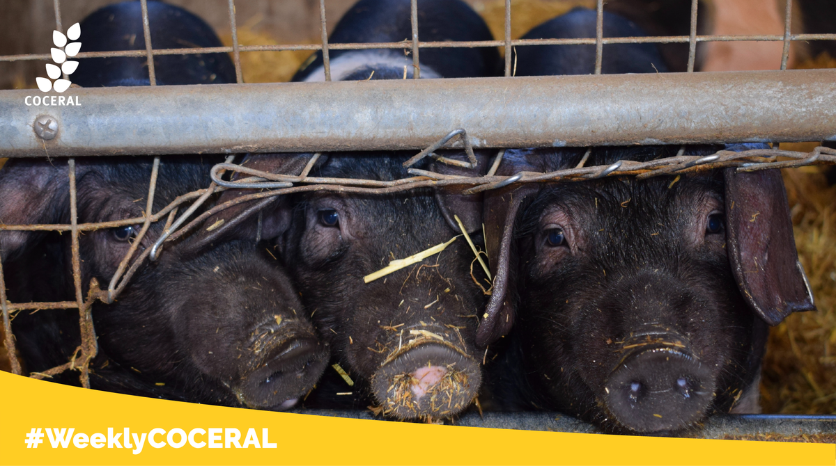 COCERAL_EU's tweet photo. Not only that, but insects could be a valuable source of proteins. 🐖🐔

The @EU_Commission is investigating insect proteins as part of the #feedstuff ratio for pigs and chicken, and as Novel Foods. #InsectProtein https://t.co/5DulclRP2Q