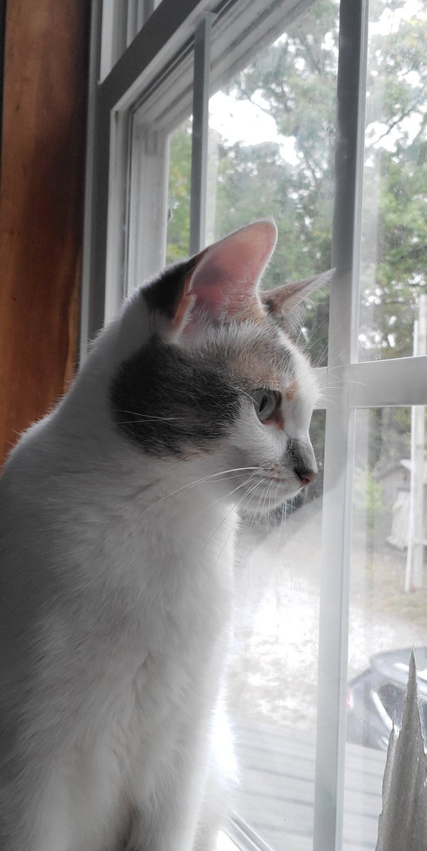 UnlikelyEdu's tweet photo. @astro_jaz My cat (Penny) contemplating her existence. https://t.co/UTTx5uDuYl