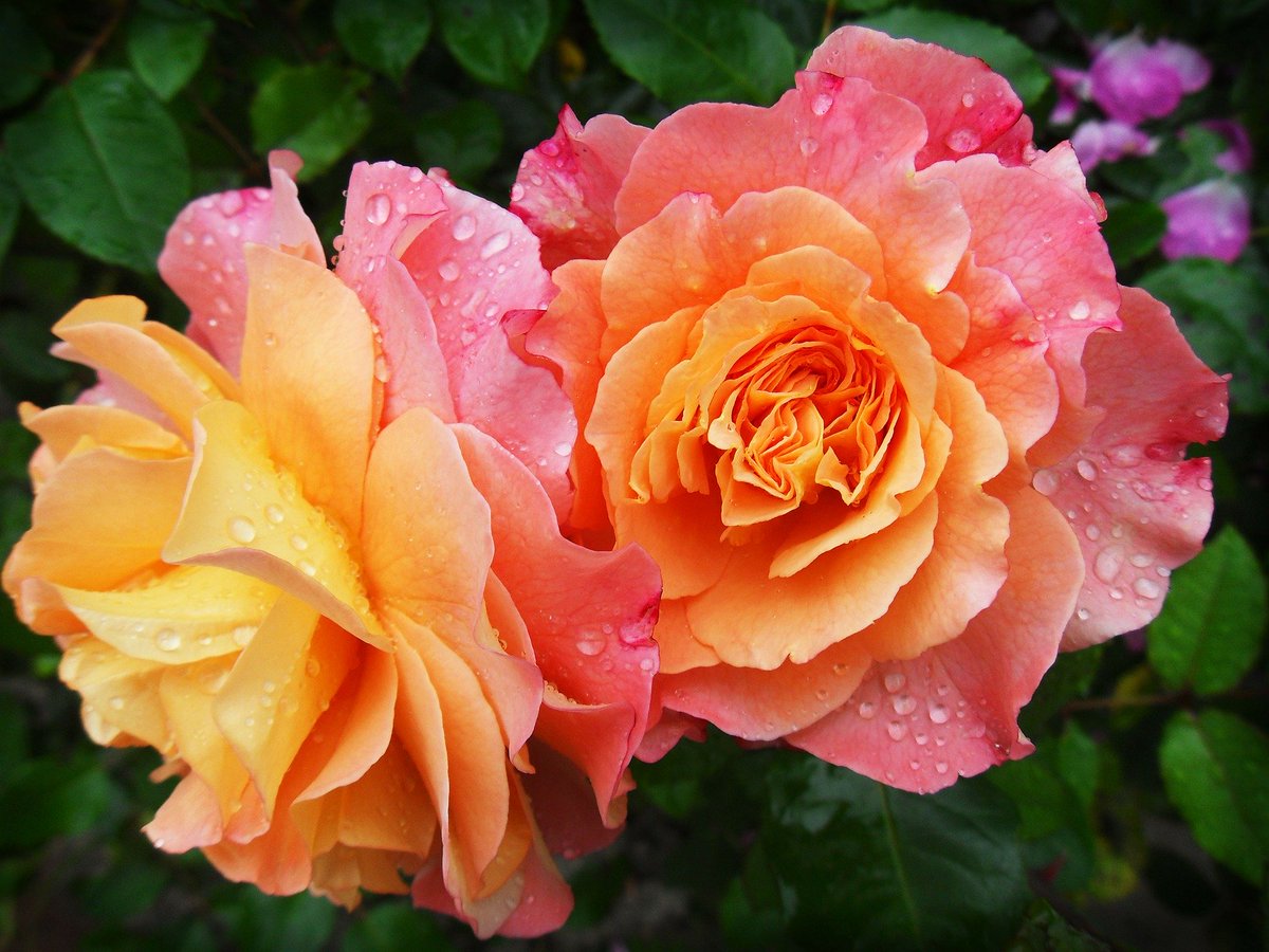 GardenShopSA's tweet photo. @GardenShopSA  will be hosting FREE online gardening workshops every Friday. Join us this Friday 24th July at 11am, for the first course on Rose Pruning! Please join this fabulous workshop using ZOOM with Meeting ID: 774 1025 7629, Passcode: 7jmKmk. https://t.co/LxsQZRhBkN https://t.co/YTtq1RQVo9