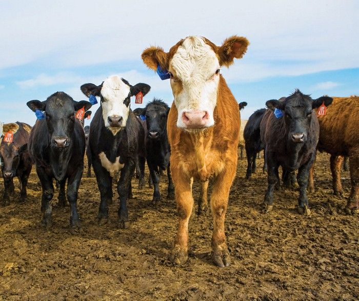 climatesavemvmt's tweet photo. Methane emissions reach record levels

About two-thirds of the increase in anthropogenic methane emissions since 2009 have come primarily from agriculture—particularly red meat and dairy production

#SwitchToPlantBased help stop #ClimateChaos
https://t.co/ScixzX8Vk2? https://t.co/mAQSIseoOD