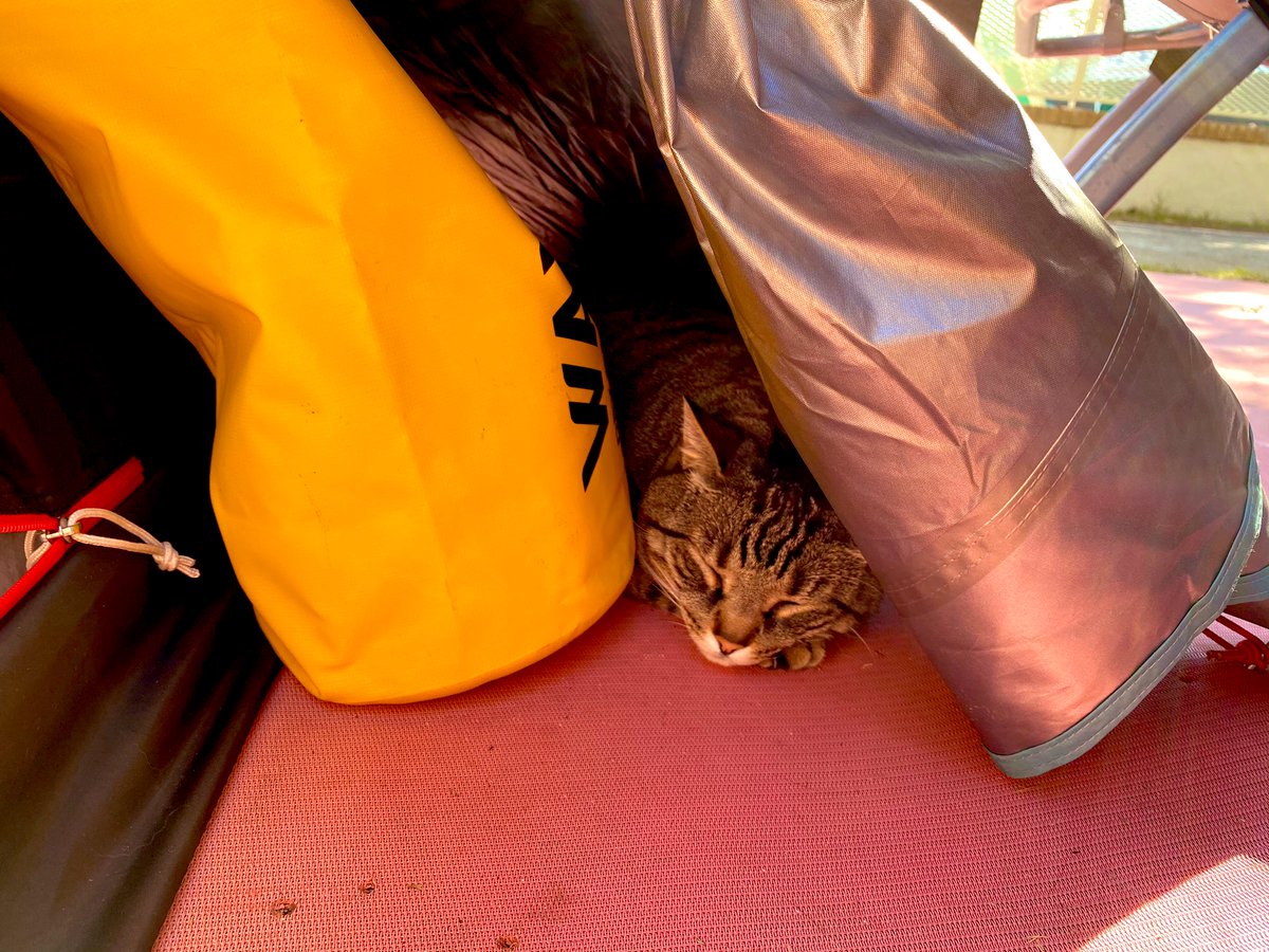 Valerio43964129's tweet photo. Ospiti in tenda...⛺️ #Mare #micio https://t.co/RCLu1wKVh4