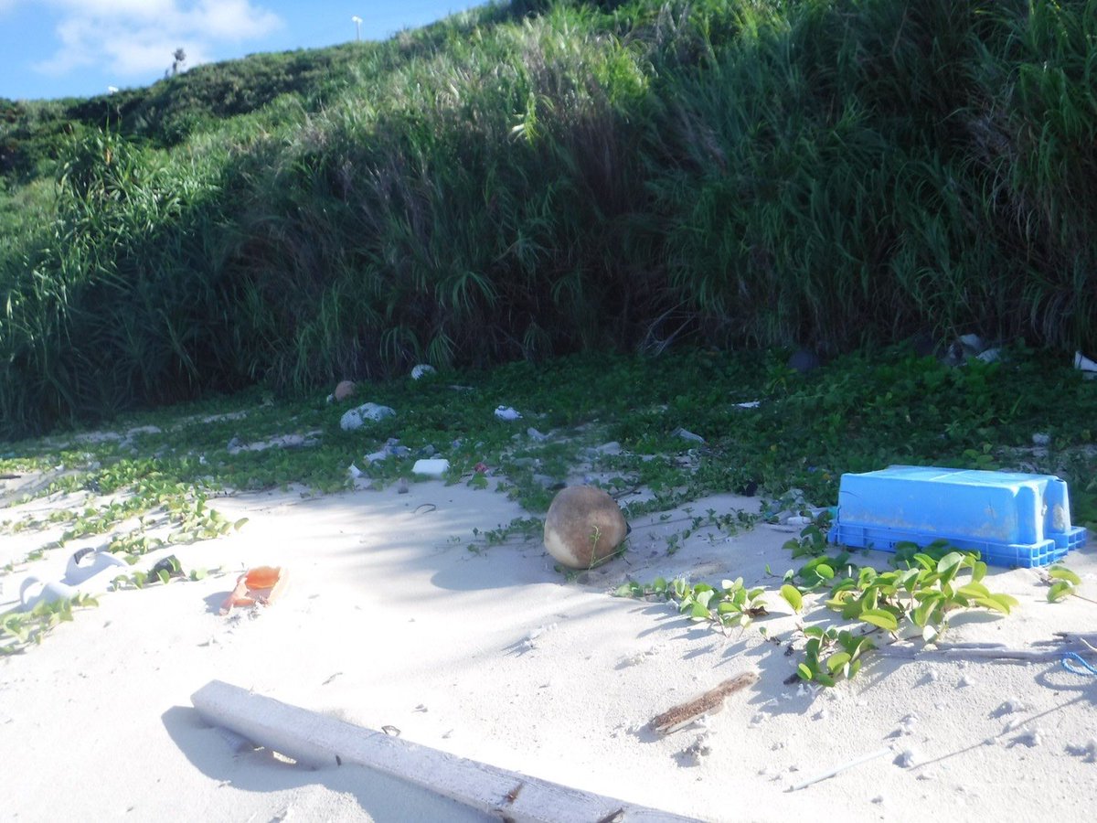 msc_maike's tweet photo. 宮古島で、海洋プラの矛盾点が有り、調査しました！
陸から入れない場所にサップで行き、到着し��いたのは砂浜が何千と言うペットボトルの数と、漁港関係の網ブイ籠ロープ仕掛け等
が大量に漂着
環境を犯してるのが、
海を守る立場の漁業関係で有る事に衝撃を受けた！
レジ袋はゼロでした！、
＃拡散 https://t.co/AIDY5Qb7aZ