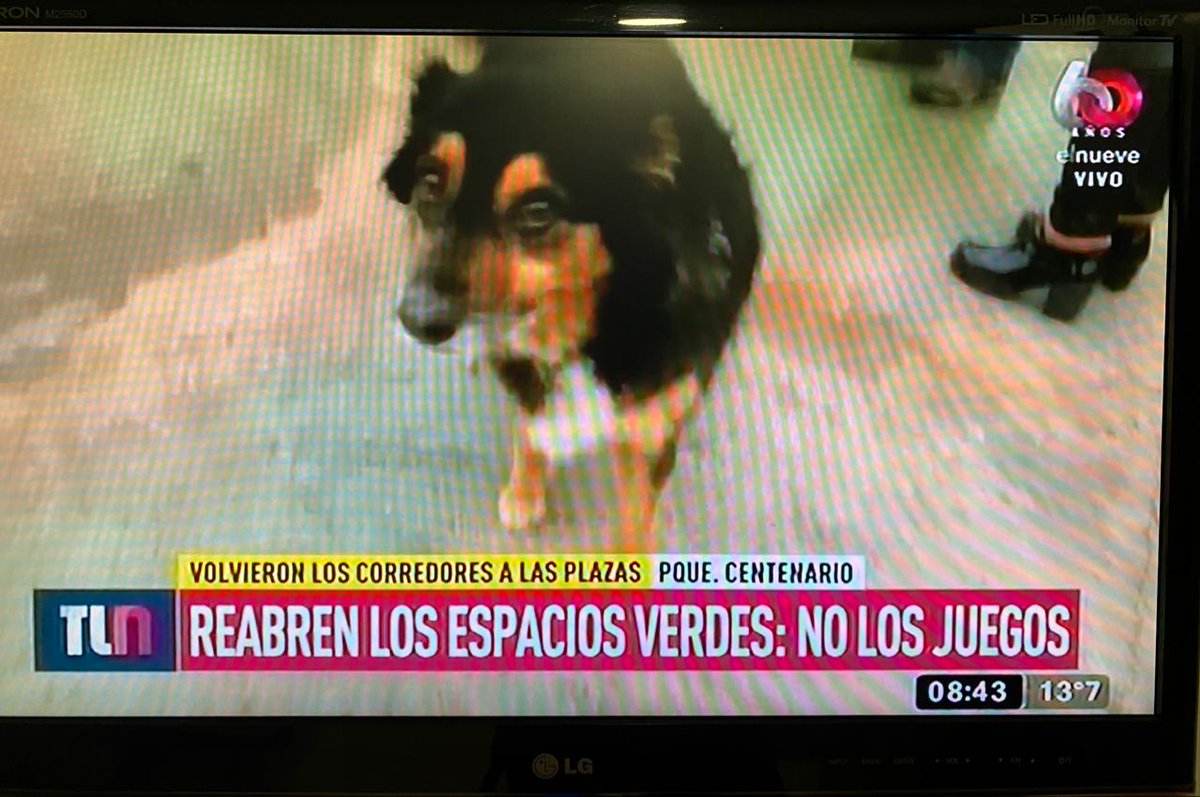 iniramiro's tweet photo. Vengo a contarles que mi hermosa perra es una estrella de la tele (? https://t.co/qtLOWI4y8n