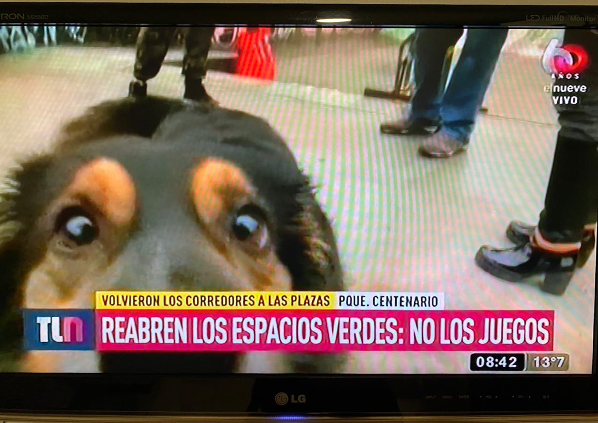iniramiro's tweet photo. Vengo a contarles que mi hermosa perra es una estrella de la tele (? https://t.co/qtLOWI4y8n