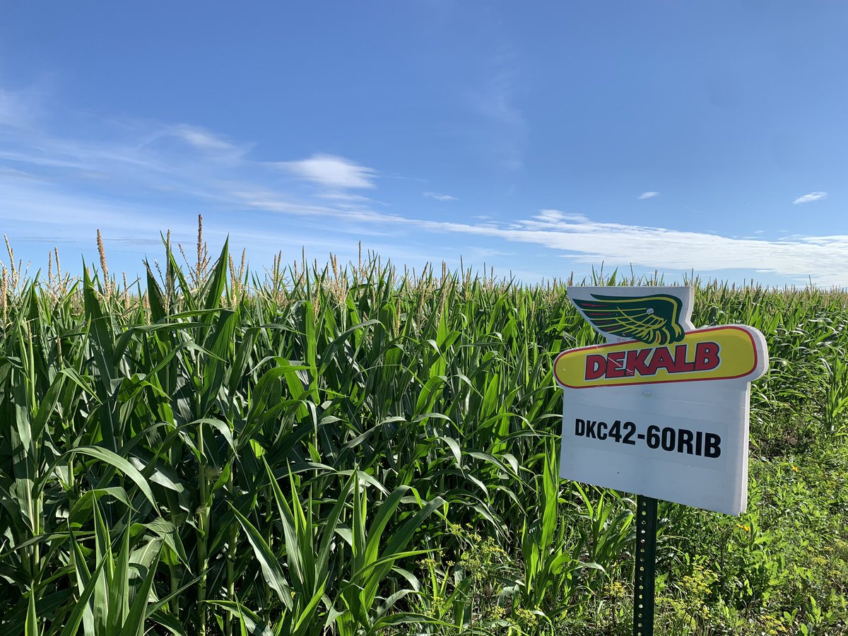 TanyaLegault46's tweet photo. @DesjourdyA @markagroen great field of DKC42-60RIB tasseling https://t.co/dWF4bcVLgJ
