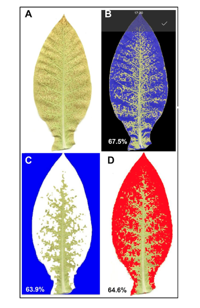 Symptoms of Xylella fastidiosa subsp. pauca are not easy to discern on tobacco, so SADs improve the quality of visual estimates. Do they? 

<a href="/sheilaandrade46/">Sheila Andrade</a> compared 3 image analysis softwares and coordinated a multi-lab SAD validation study 

Preprint 👉 osf.io/frk5x/