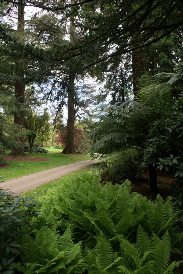 WestCorkTrail's tweet photo. @Fotahouse is internationally renowned. Theyโve one of the finest collections of outdoor trees and shrubs in Ireland, with some of their conifers among the first to be planted in Europe. Open daily until 6pm. Eircode T45 Y642. @Corkcoco @garden_ie @pure_cork https://t.co/R4qjVO058Z