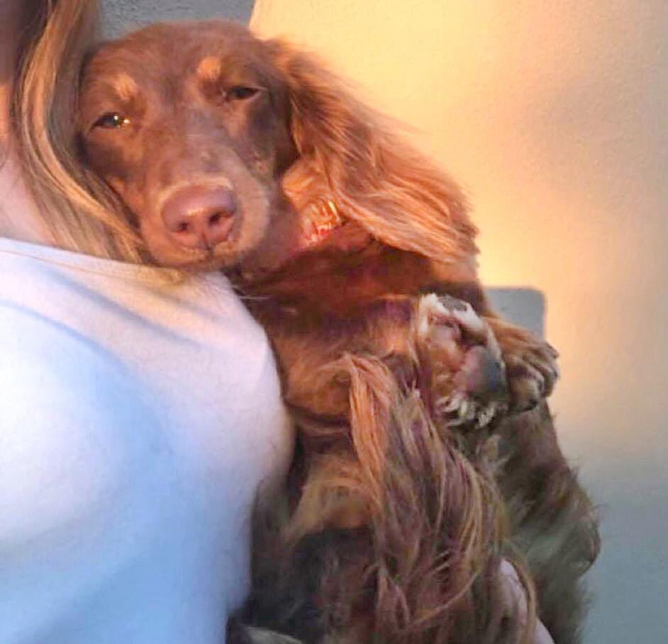 rosiedoc666's tweet photo. CHLOEE * MISSING 
MARGARETTING, ESSEX CM4
https://t.co/aty6QnNP5c

Is Chloee loose somewhere and hiding?
Has some1 found her/kept her?
has she been stolen or sold?
Owner is desperate to find her
IF YOU CAN'T CONTACT OWNER TO LET HER KNOW WHERE SHE IS; CONTACT ANY One at DOGLOST https://t.co/nkN8TJYikg