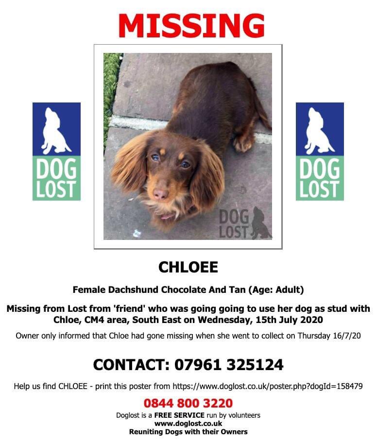 rosiedoc666's tweet photo. CHLOEE * MISSING 
MARGARETTING, ESSEX CM4
https://t.co/aty6QnNP5c

Is Chloee loose somewhere and hiding?
Has some1 found her/kept her?
has she been stolen or sold?
Owner is desperate to find her
IF YOU CAN'T CONTACT OWNER TO LET HER KNOW WHERE SHE IS; CONTACT ANY One at DOGLOST https://t.co/nkN8TJYikg