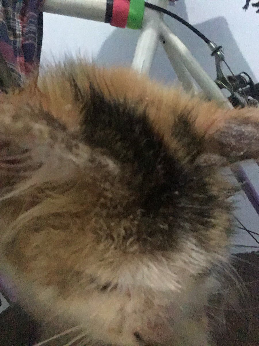 Tweeps, ada yg tau ga ya drh yg subsidi atau free. Aku ada stray cat yg kena scabies, udah coba kuobatin sendiri ga mempan. Utk ke drh aku ga ada biaya. Sedih bgt ngeliatnya. Mohon bantuannya kak, sekedar RT-pun aku makasih bgt. 🙏 CC: @Gustika <a href="/bintik_/">bintik</a> <a href="/awkarin/">karin novilda</a>