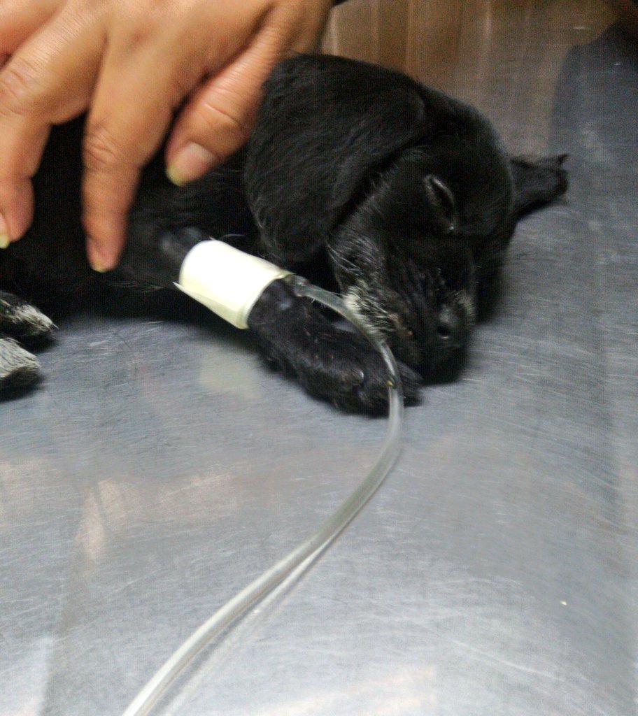 diana_dfc's tweet photo. Amigos nuestros bebés están hospitalizados y tenemos que cubrir gastos, tenemos camitas a la venta, bolsas y cubrebocas para cubrir sus cuentas, quien nos ayuda? @perrososmx @acano52 @MascotasSismo @iztalccihuatl @PaolaFrida @EsEstra @lrvelasco @apoyopatitasmx @CatQueen000 https://t.co/wWcXKi6omF