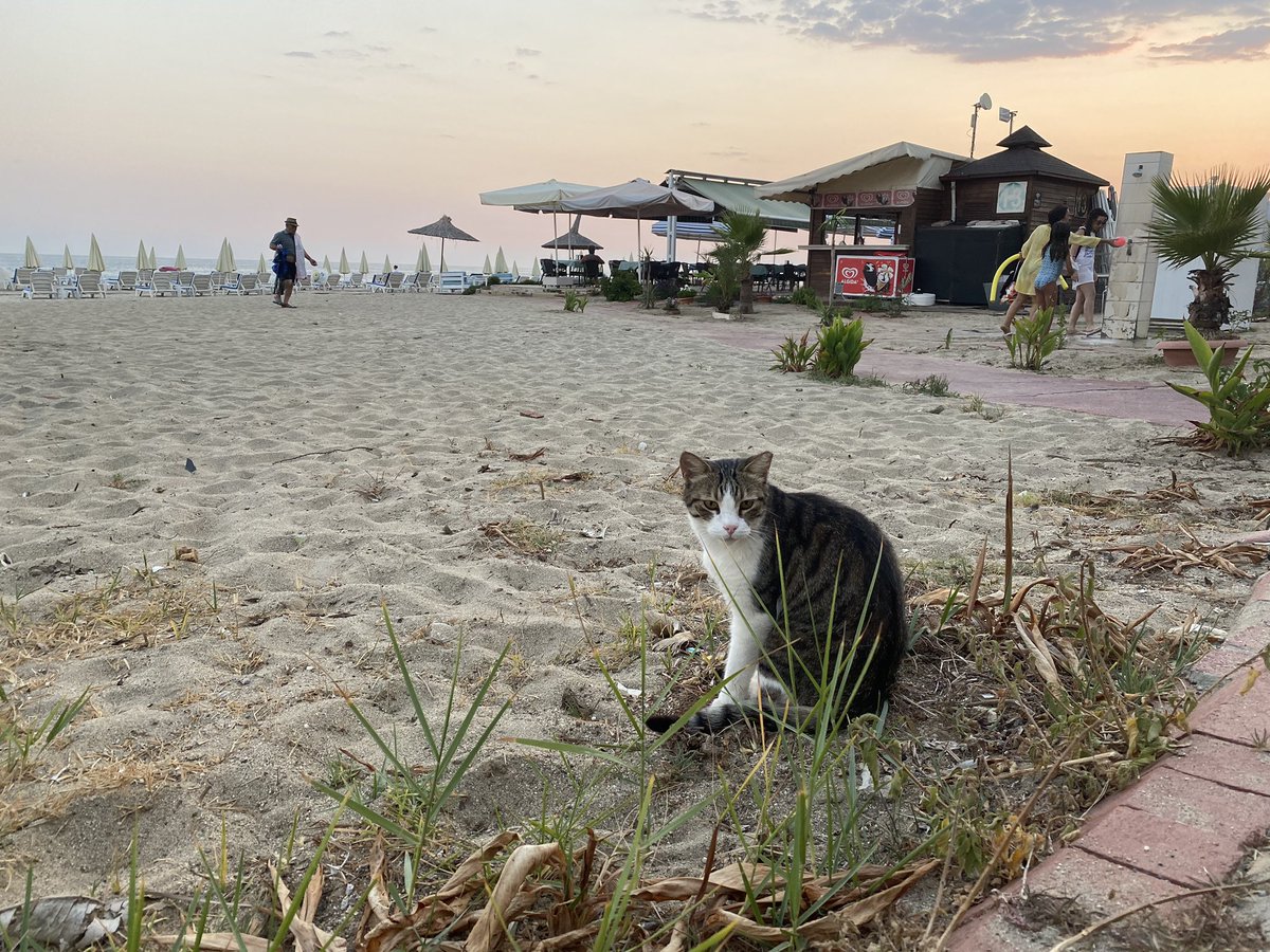 These are just more gratuitous shots from Alanya including the last one of a man walking his cat with a leash.