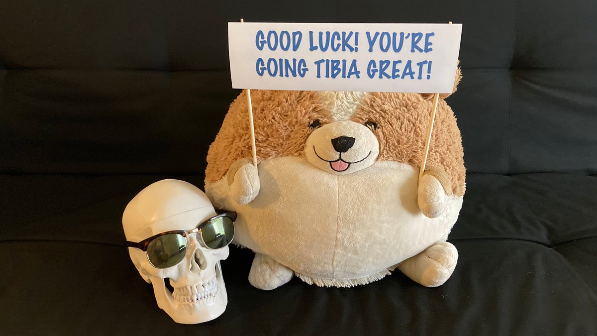 ProfIndyBones's tweet photo. #IndianaBones and the Lower Extremity Exam

Best of luck to the ANAT D528 #PA #PT #OT students on their Block 3 exam today! Short Round and I believe in you! Y'all are going to kick some Gluteus Maximus! https://t.co/bgAd6vrsjs